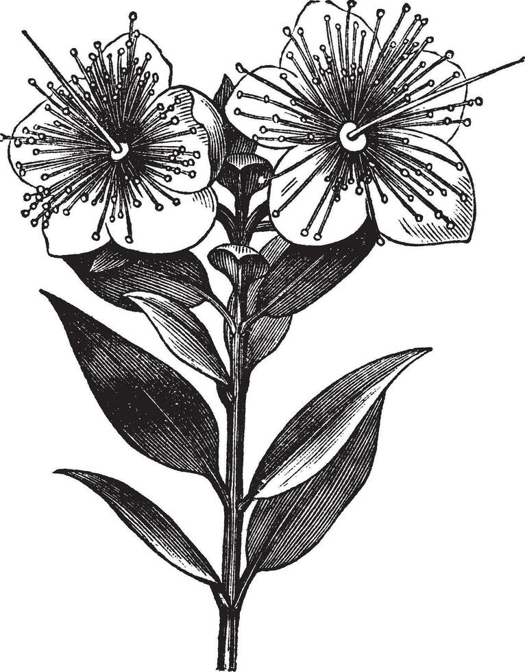 Myrtle or Myrtus communis, vintage engraved illustration vector