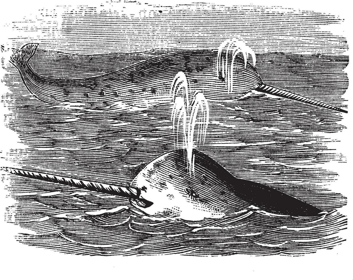 Narwhal or Monodon monoceros, vintage engraved illustration vector