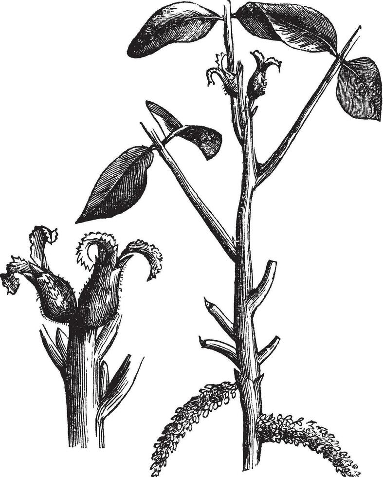 Walnut or Juglans sp., vintage engraved illustration vector