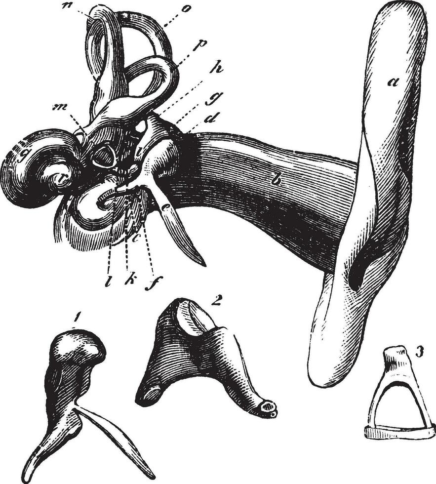 humano oído anatomía. Clásico grabado vector