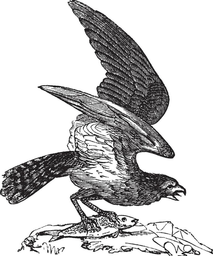 Osprey of America, Pandion carolinensis, fish eagle or sea hawk, vintage engraving vector