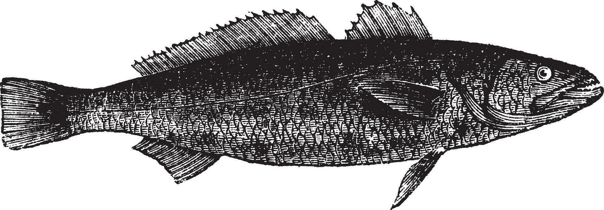 otolitos ruber o Tigre dentado corvina pez, Clásico grabado vector
