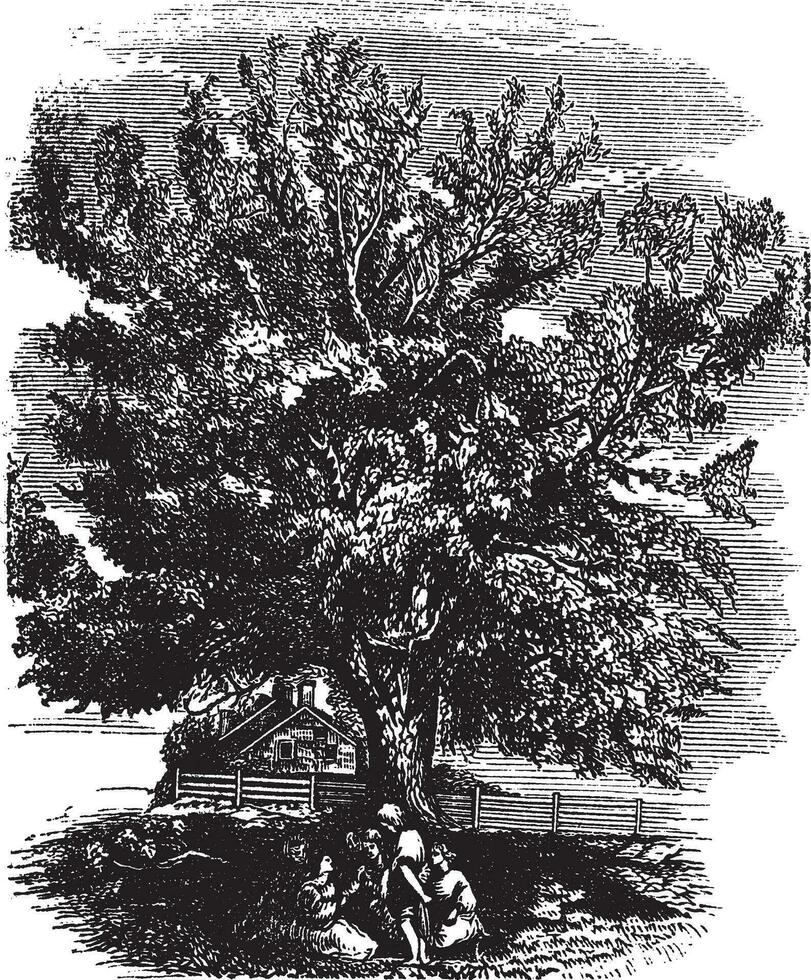 Eastern Black Walnut or Juglans nigra, vintage engraved illustration vector