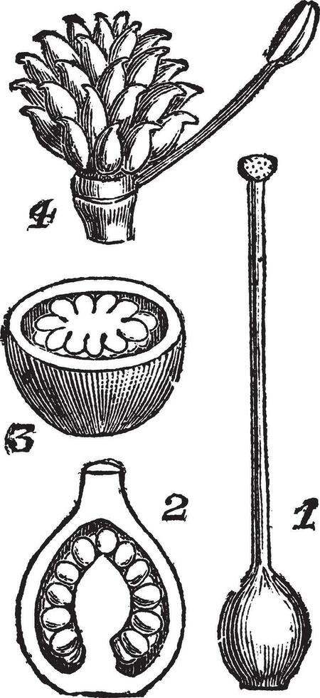 Various parts of Pistils, vintage engraving. vector