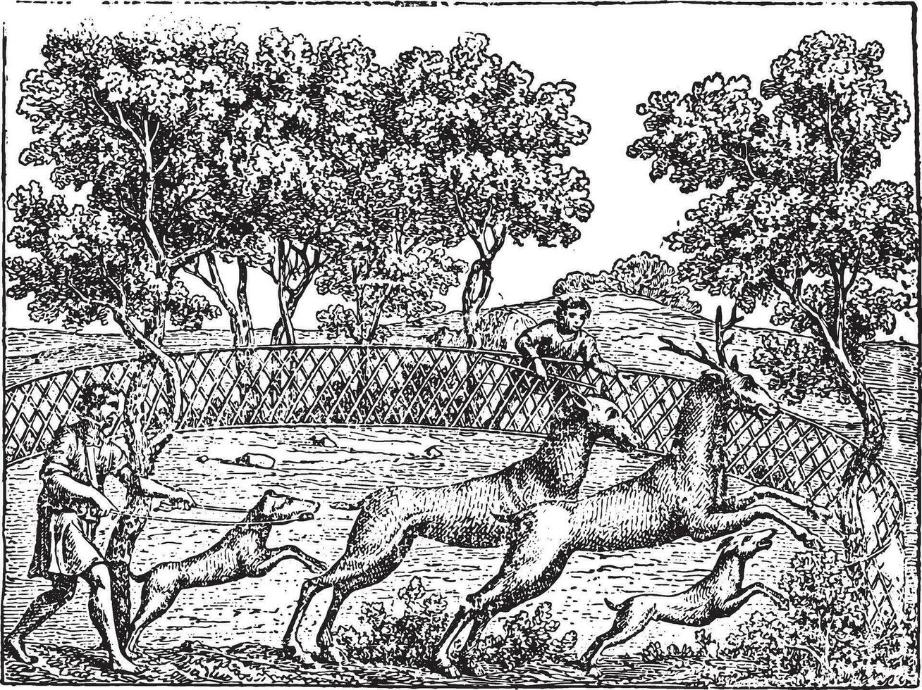 Deer hunting, vintage engraving. vector