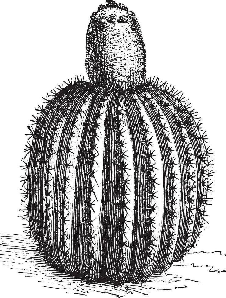 Melocactus, vintage engraving. vector