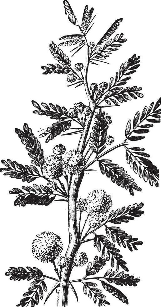 Mimosa, vintage engraving. vector