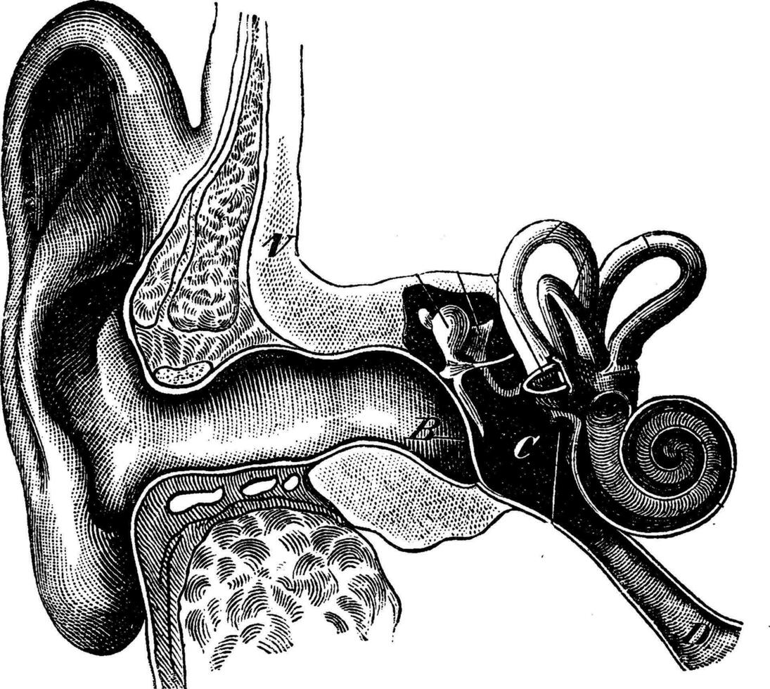 Section showing the organization of the ear, vintage engraving. vector