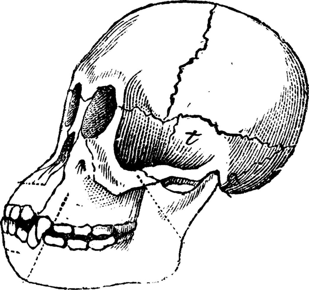 Skull of a young orangutan, vintage engraving. vector