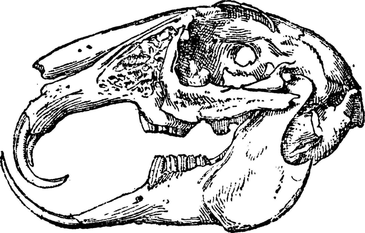 Rabbit monstrous tooth, vintage engraving. vector