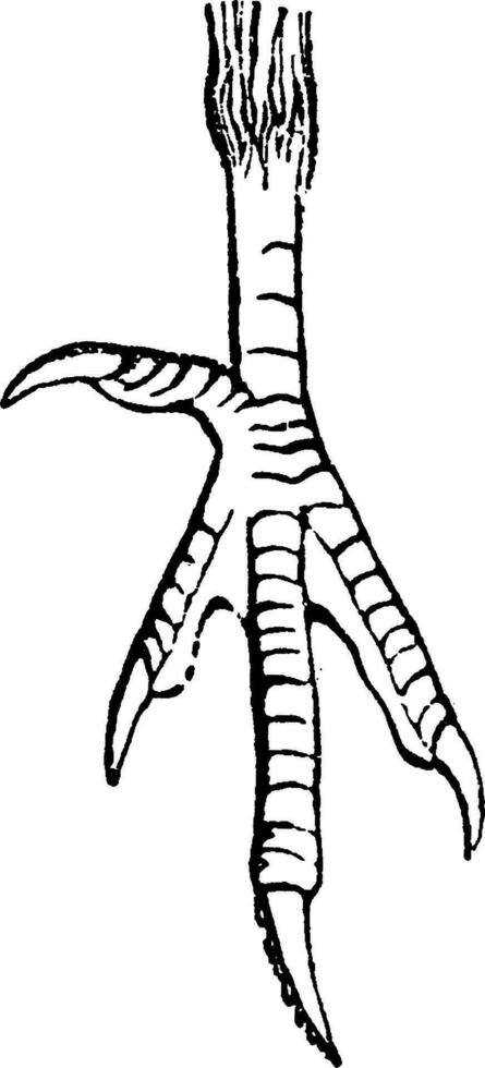 Leg of bird, vintage engraving. vector