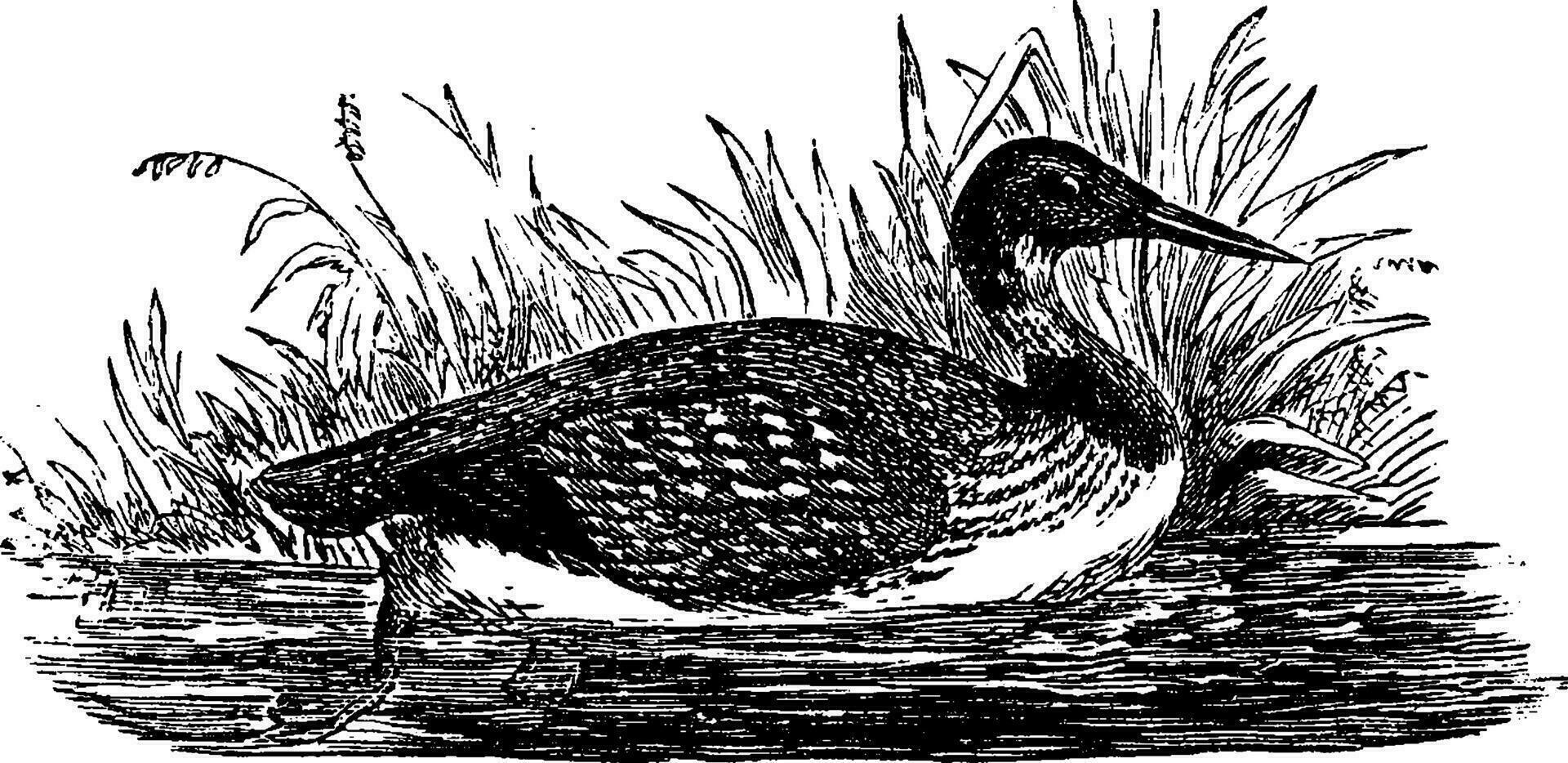 Loon, vintage engraving. vector