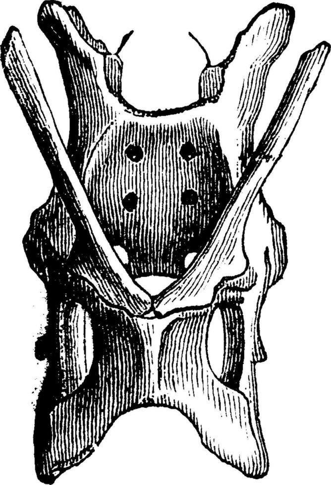 Basin marsupial, vintage engraving. vector