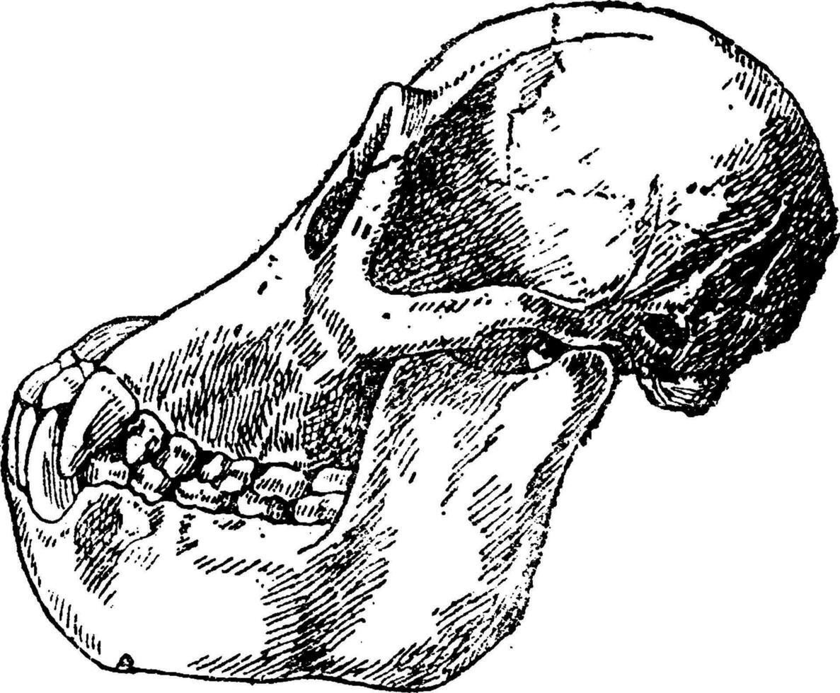 cráneo adulto orangután, Clásico grabado. vector