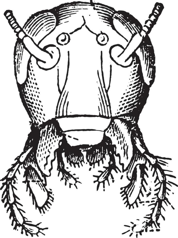 Head Cockroach front view, vintage engraving. vector