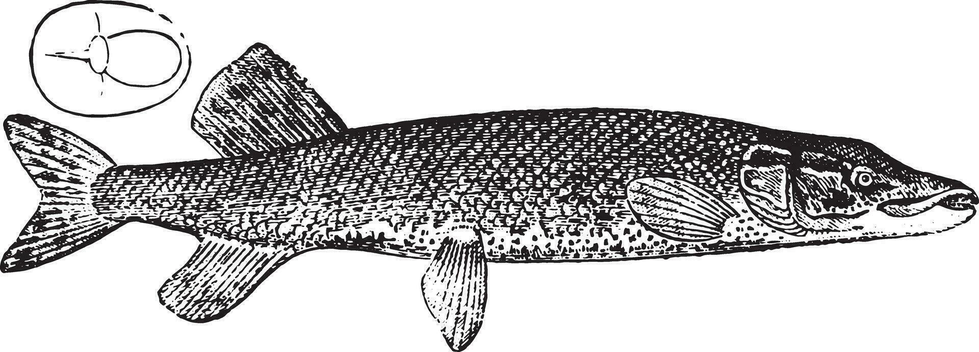 Pike, vintage engraving. vector