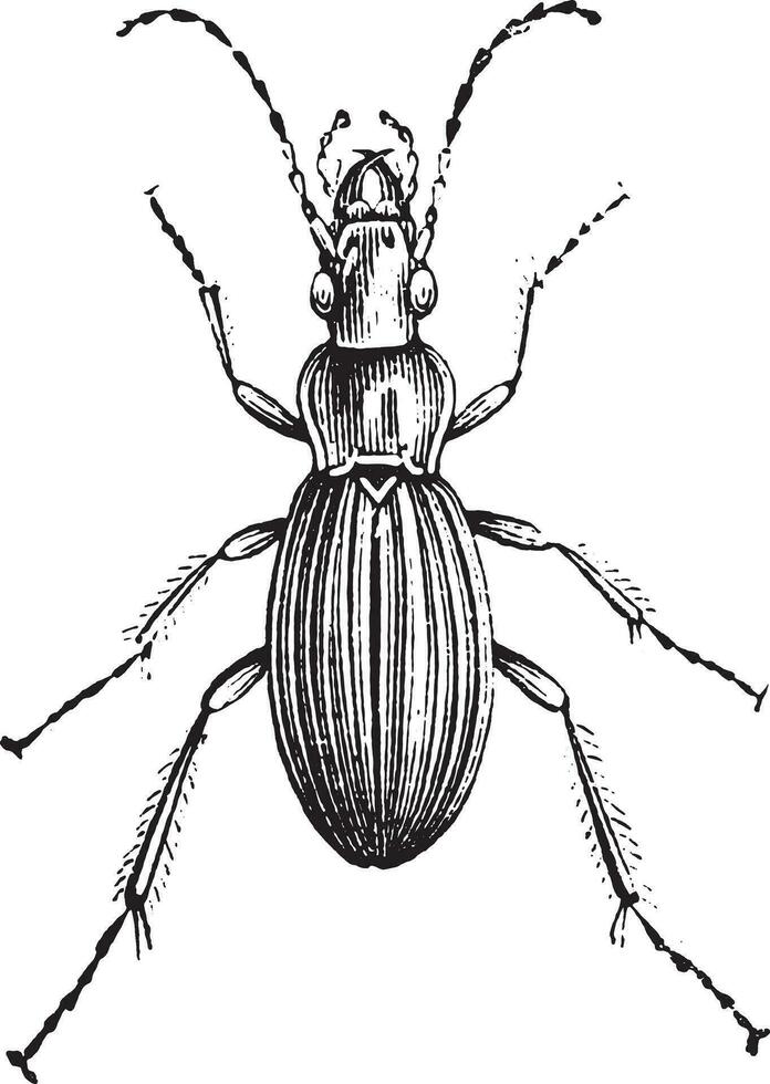 Insect of the genus Carabus, vintage engraving. vector