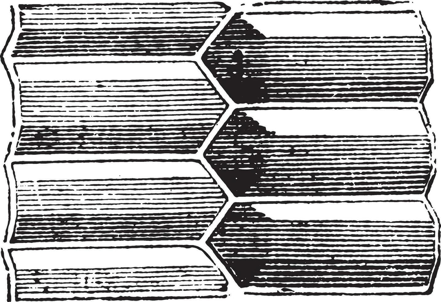 Cells according to the thickness of the cake, vintage engraving. vector