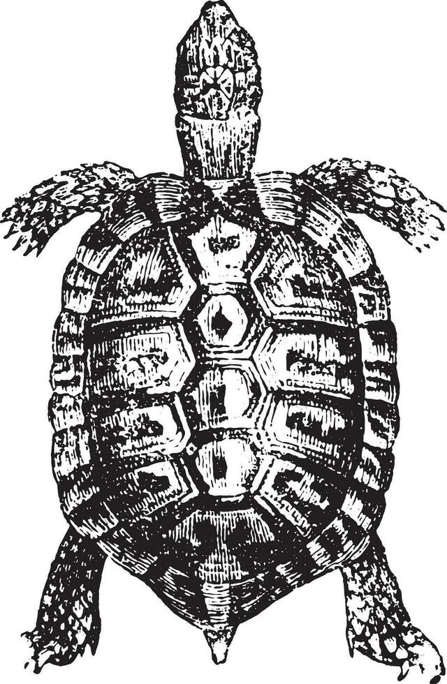 Greek tortoise or spur-thighed tortoise, vintage engraving. vector
