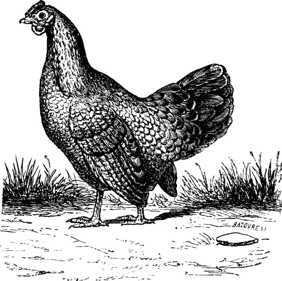 Hen, vintage engraving. vector