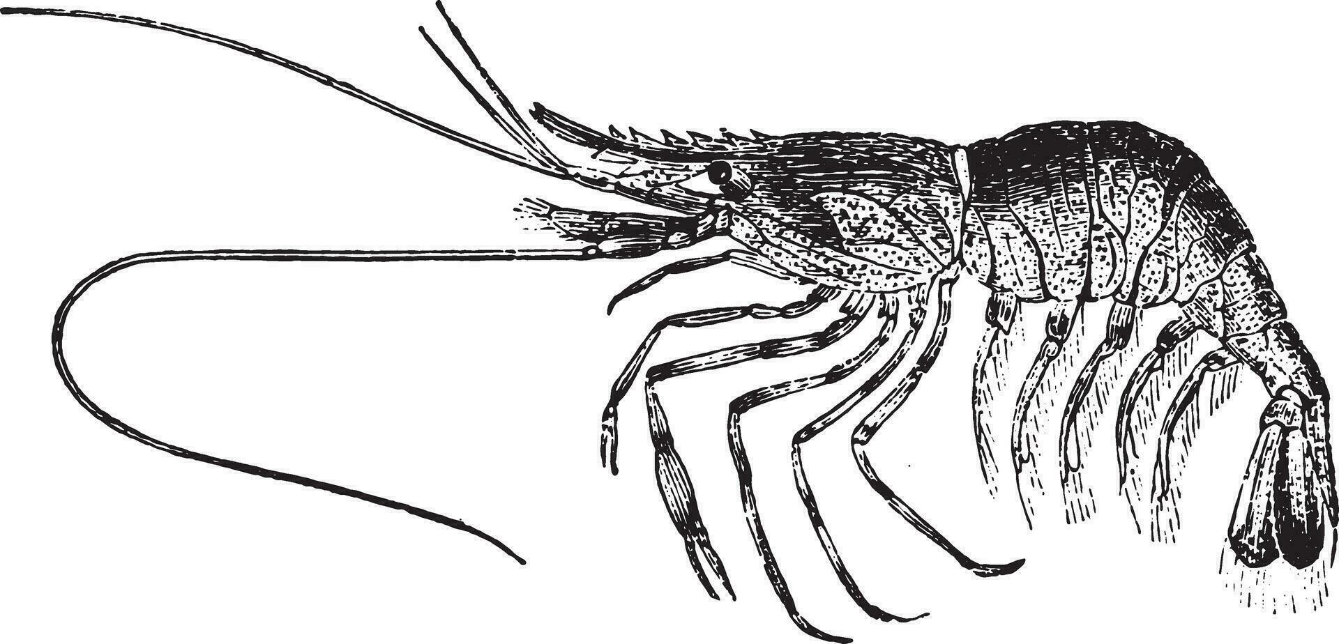 Palaemon or shrimp, vintage engraving. vector