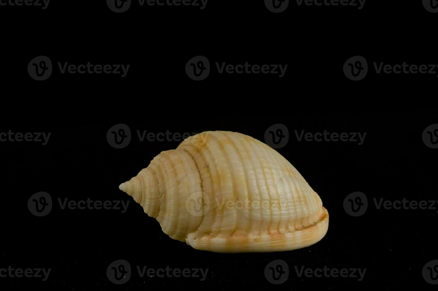 a shell on a black background photo