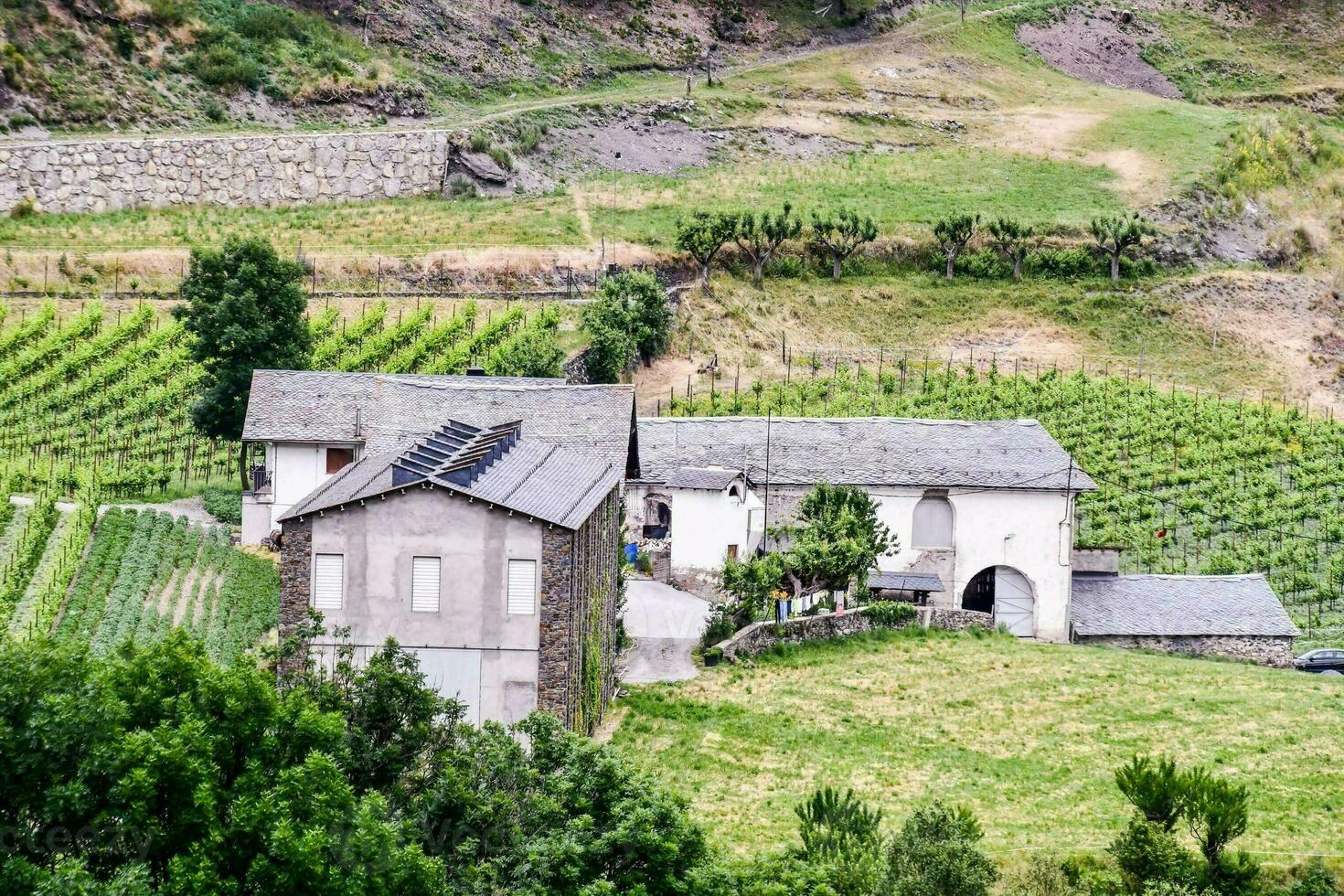 a house in the middle of a vineyard photo