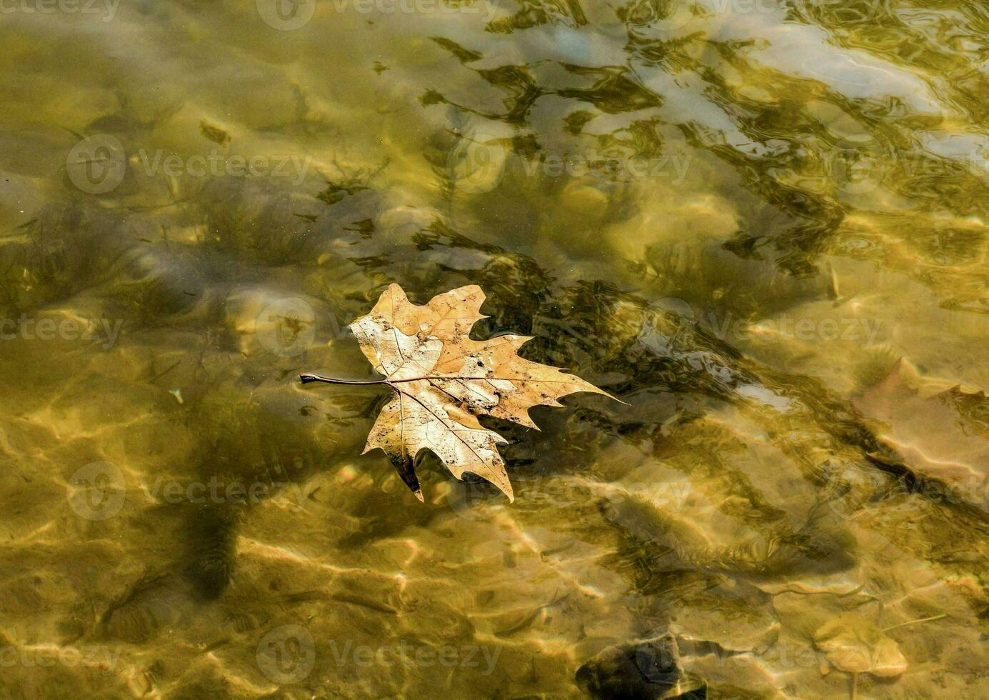a leaf floating in the water on a lake photo