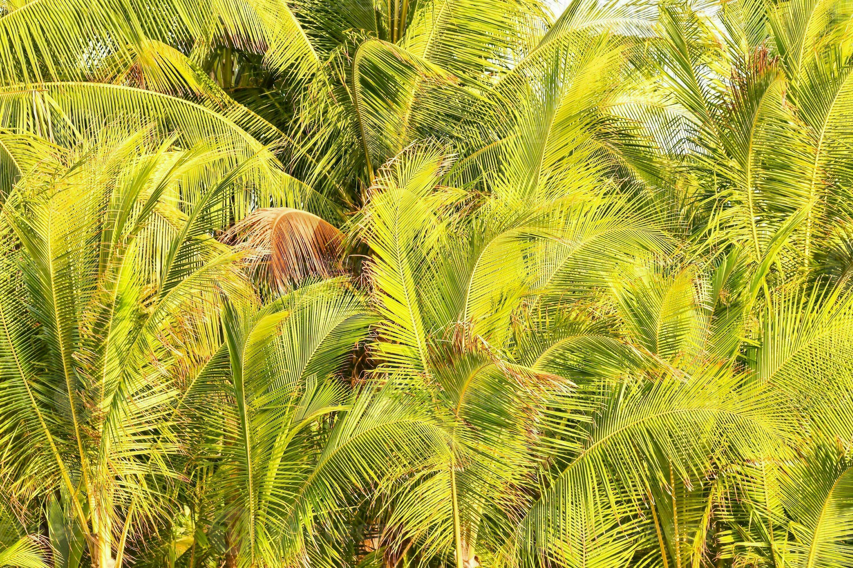 a group of palm trees in the jungle 35076399 Stock Photo at Vecteezy