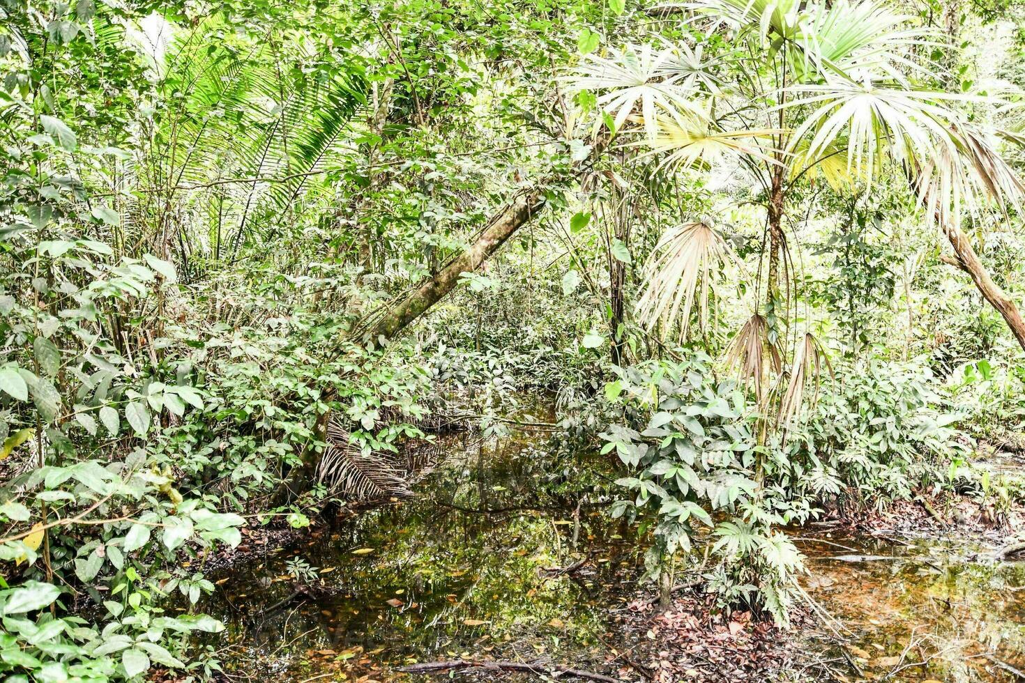 a stream in the jungle with lots of plants photo