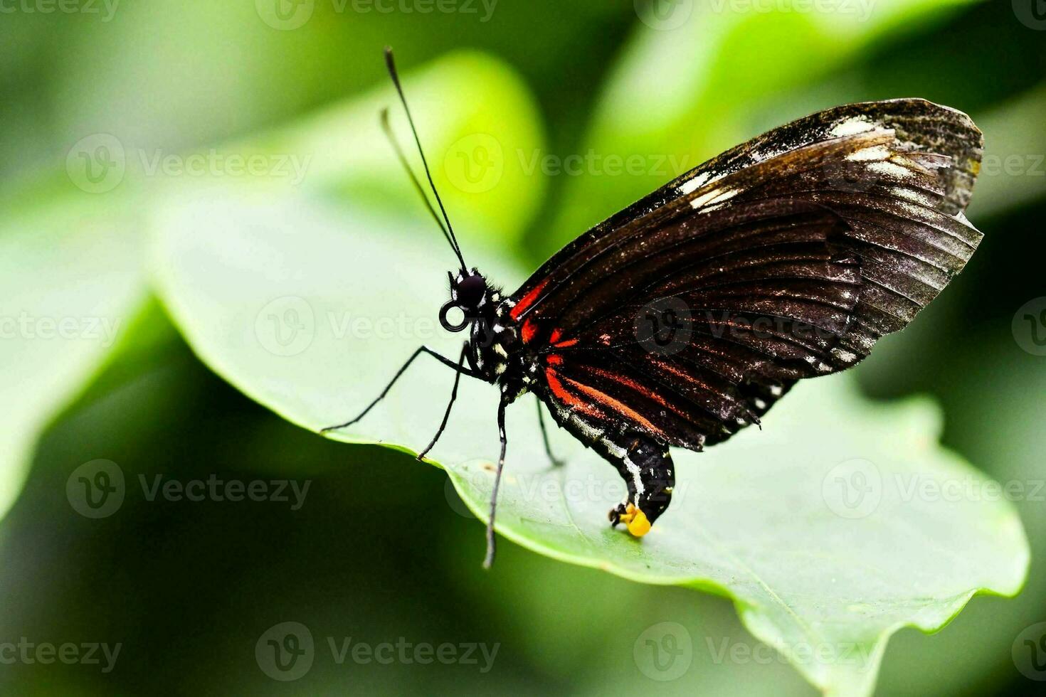 un negro y rojo mariposa en un verde hoja foto