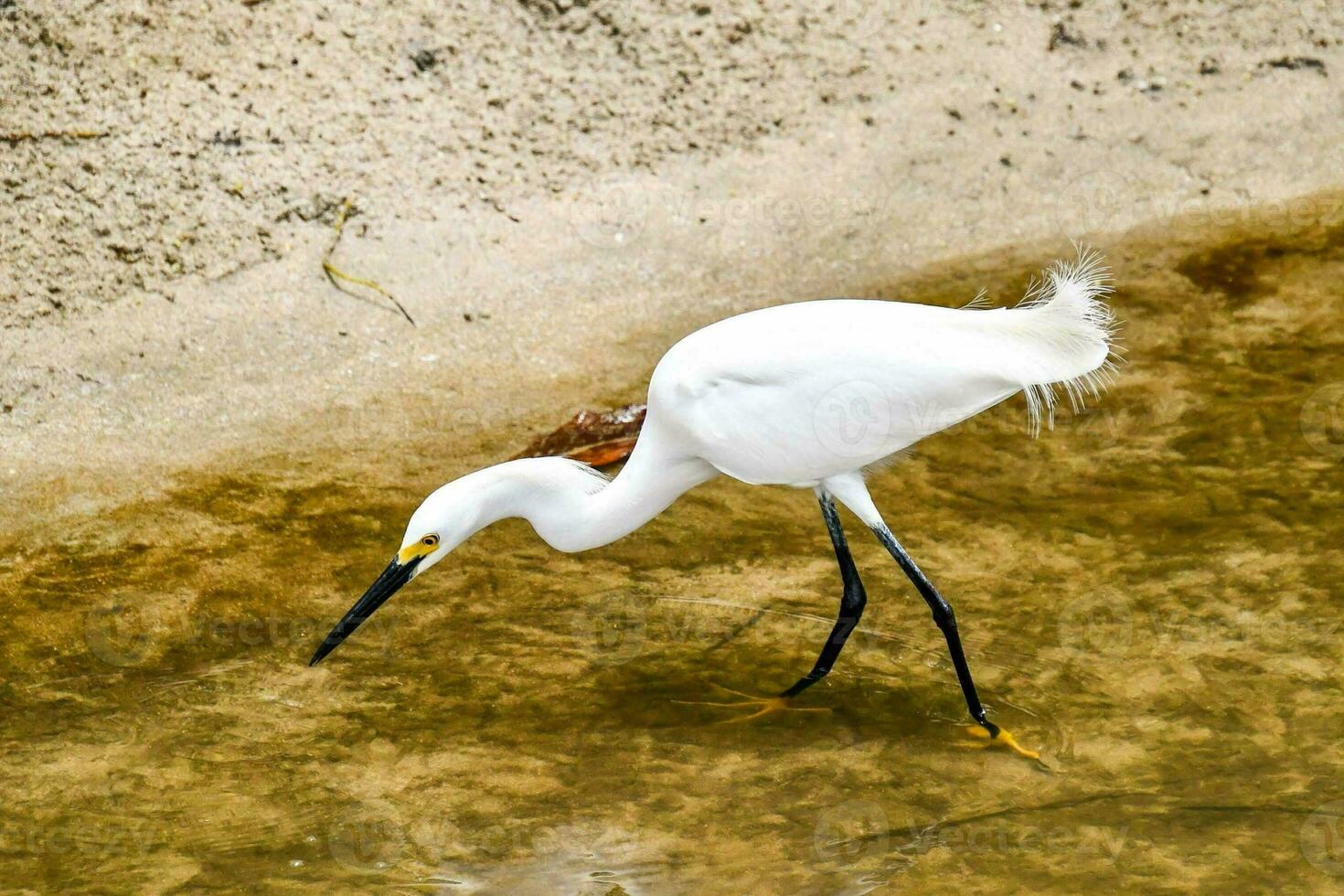 a white bird with long legs is standing in shallow water photo