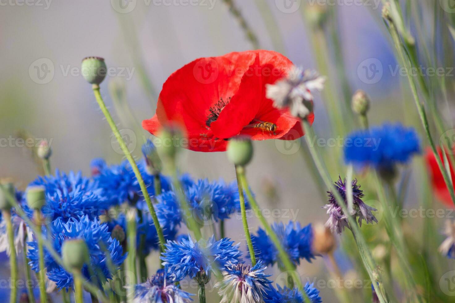flowers in vallorcine in haute savoie ,france photo