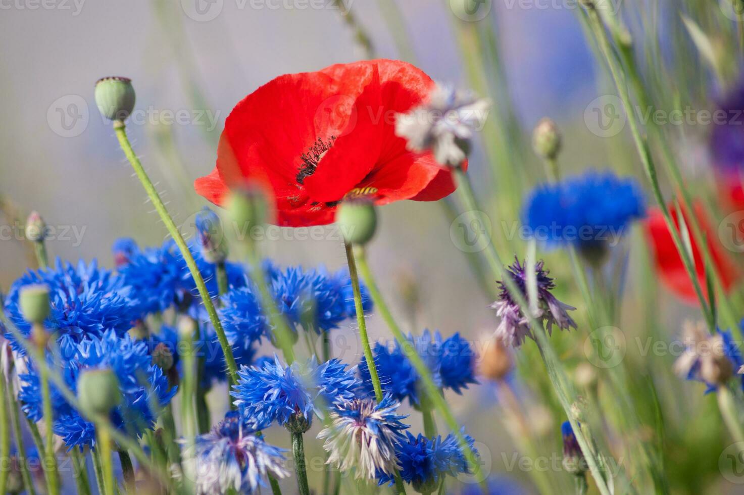 flowers in vallorcine in haute savoie ,france photo