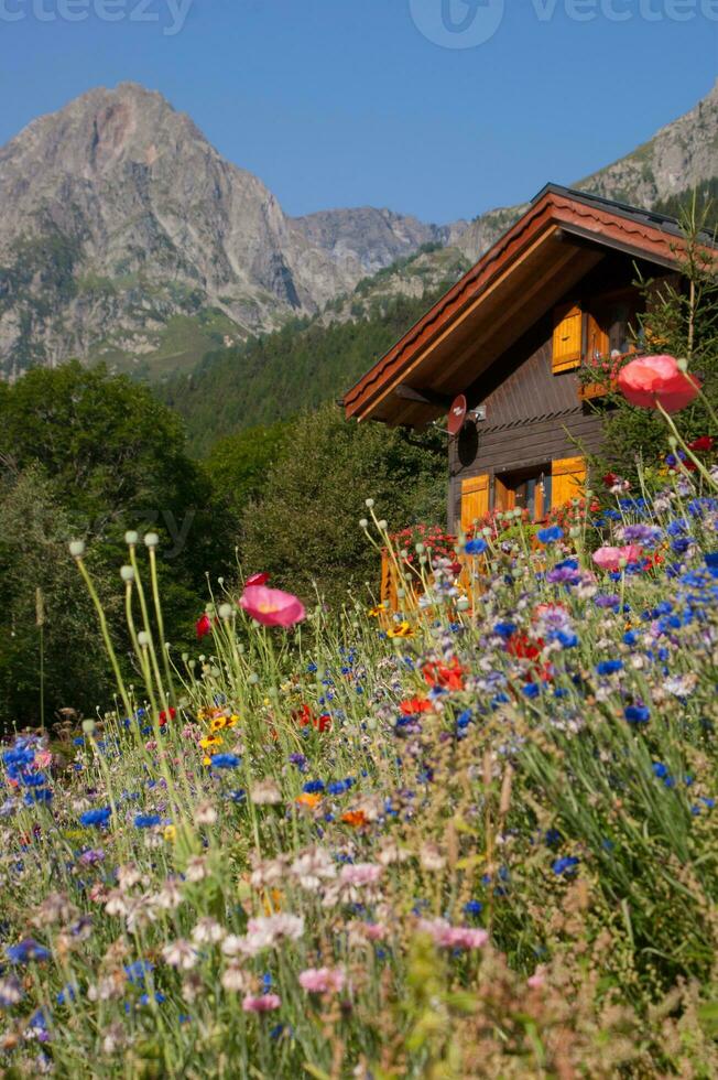 flores en vallorcino en alta Saboya ,Francia foto