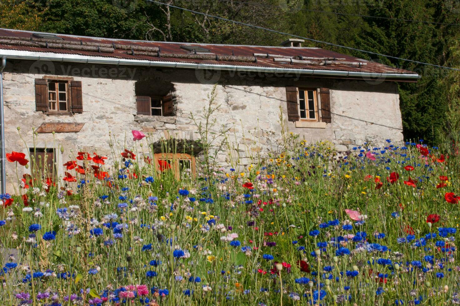 flowers in vallorcine in haute savoie ,france photo