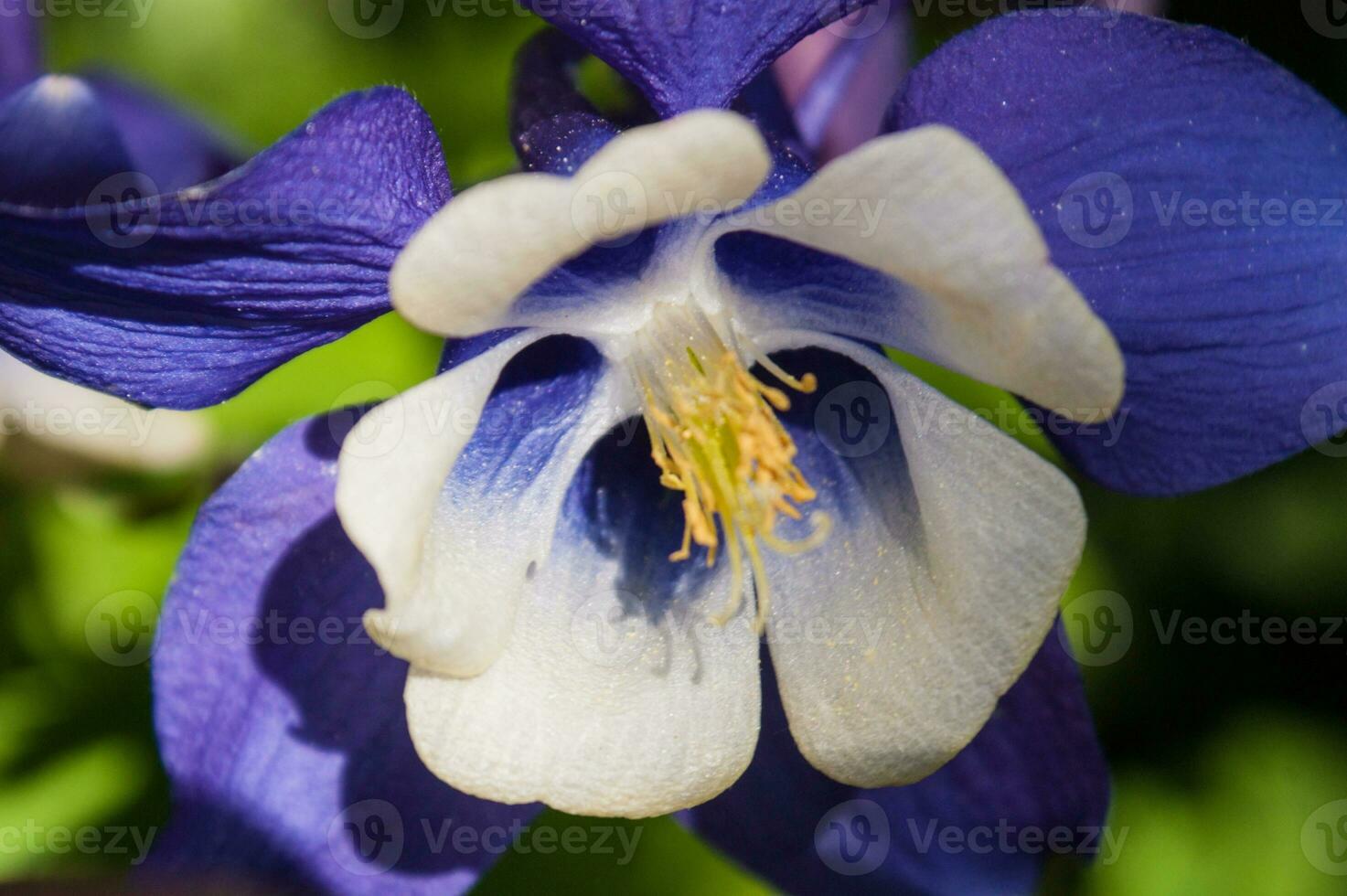 flowers in loire photo