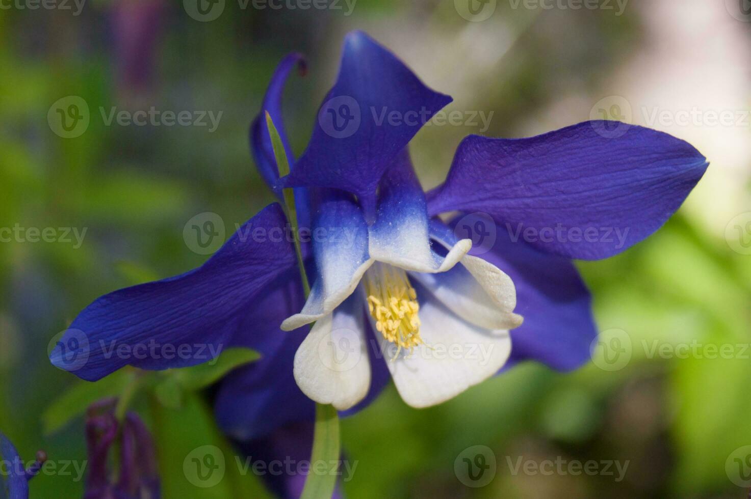 flowers in loire photo