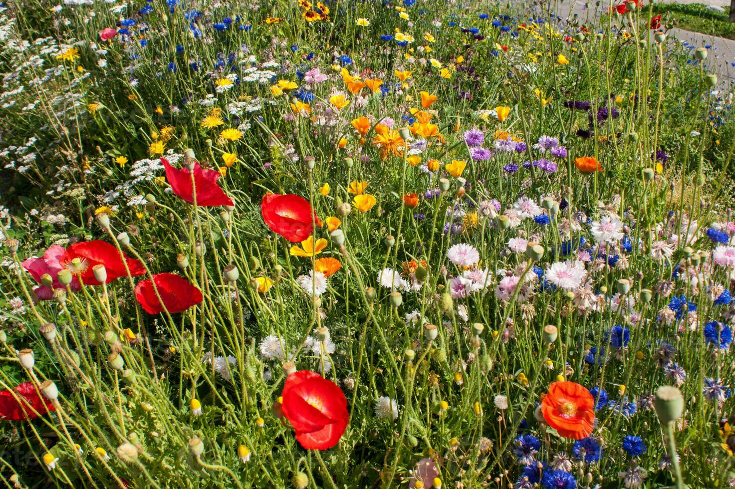 flores en vallorcino en alta Saboya ,Francia foto