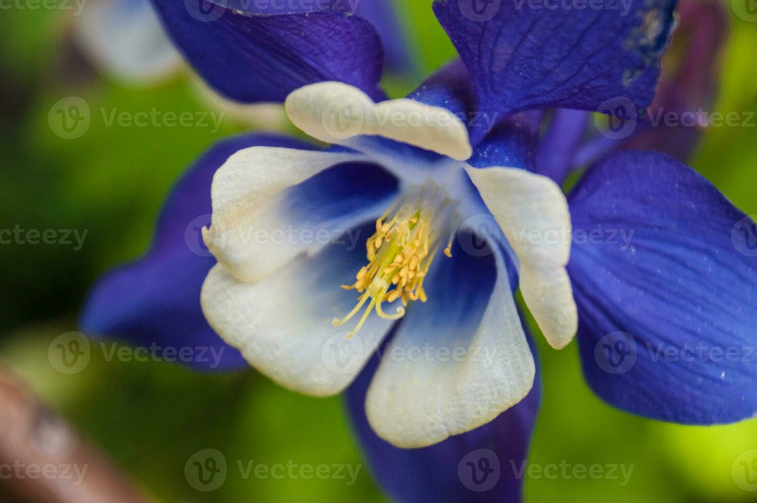 flowers in loire photo