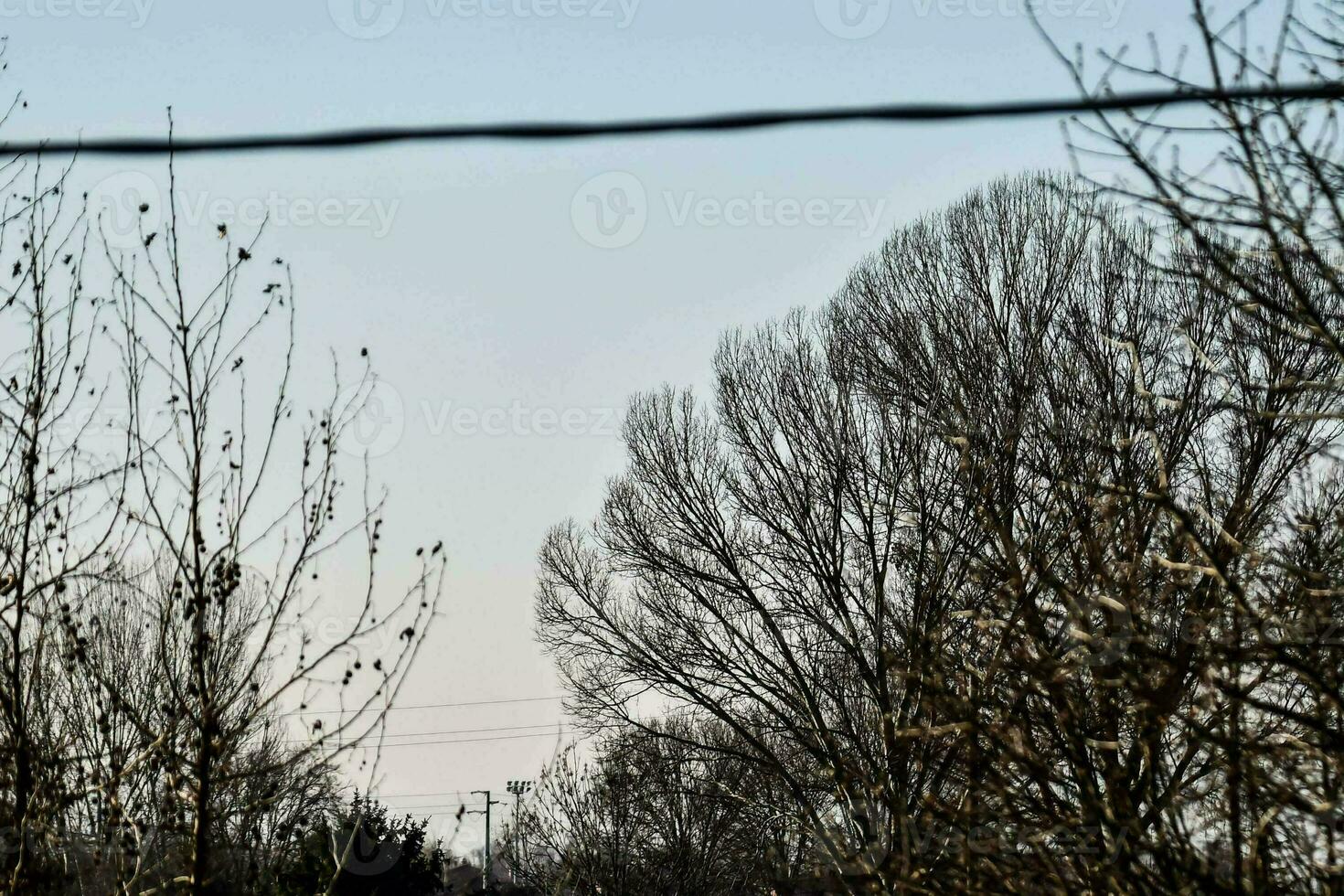 a view of a tree with no leaves and a wire photo