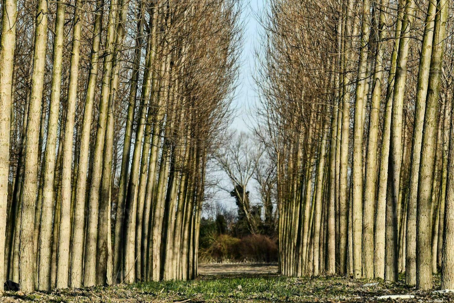 a row of trees with no leaves photo