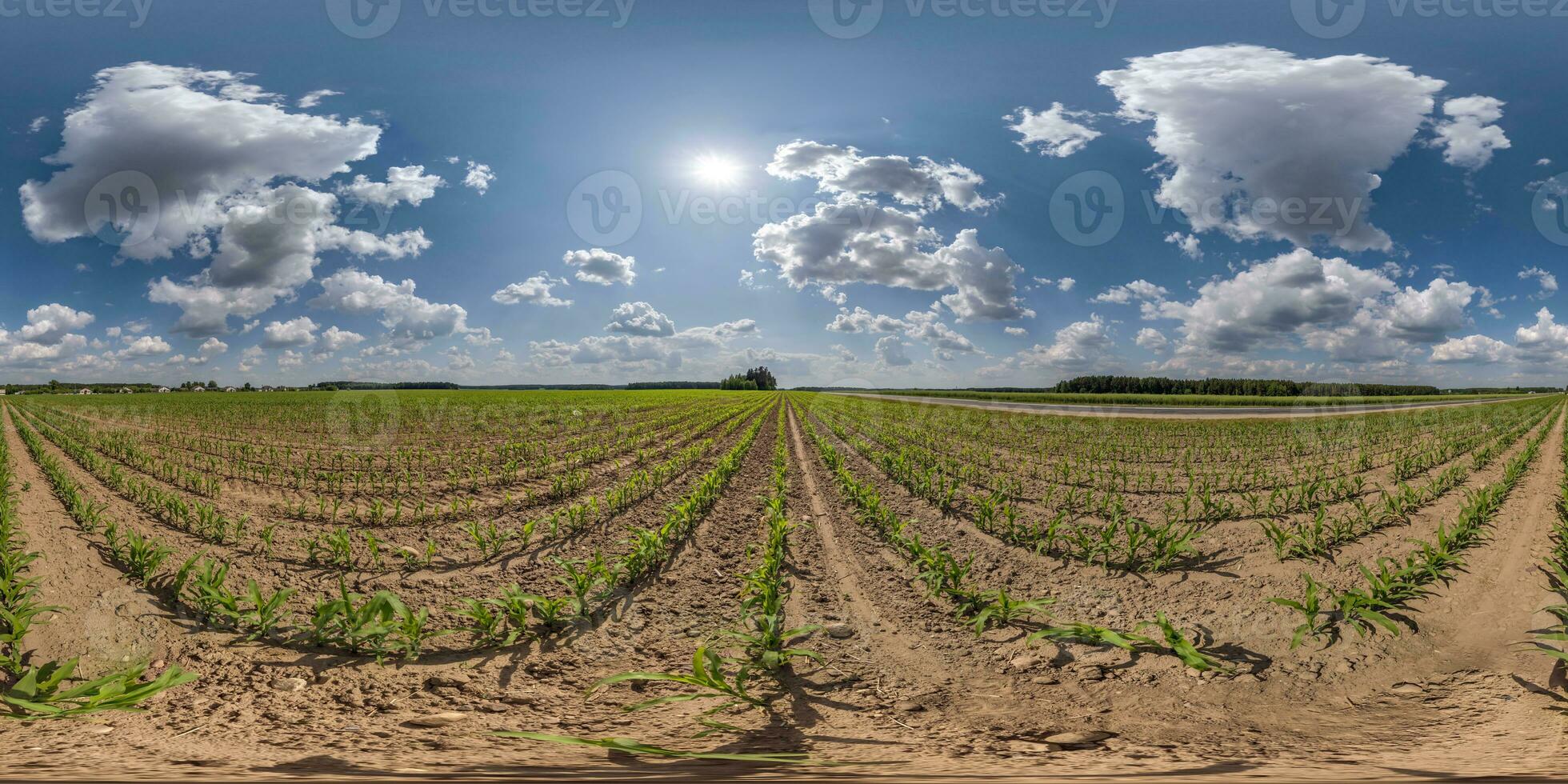 full seamless spherical hdri 360 panorama view among corn fields in spring day with blue sky in equirectangular projection, ready for VR AR virtual reality content photo