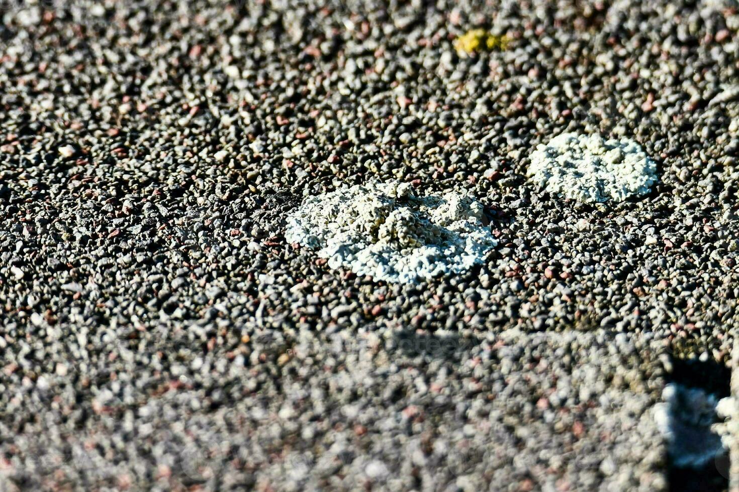a close up of white spots on the ground photo