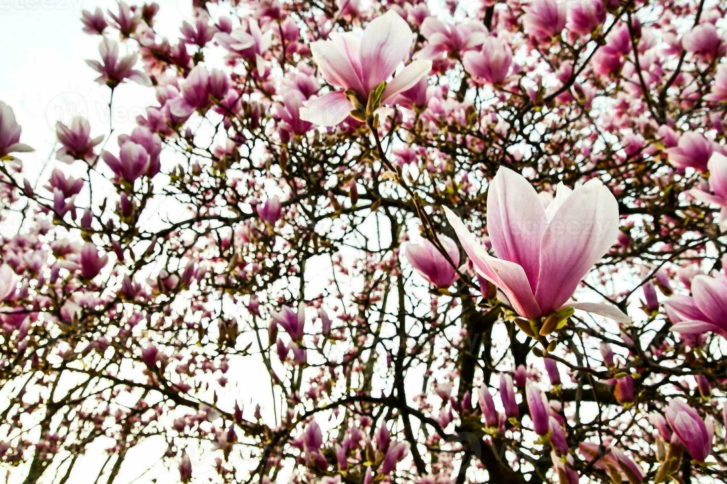 magnolia tree in bloom photo