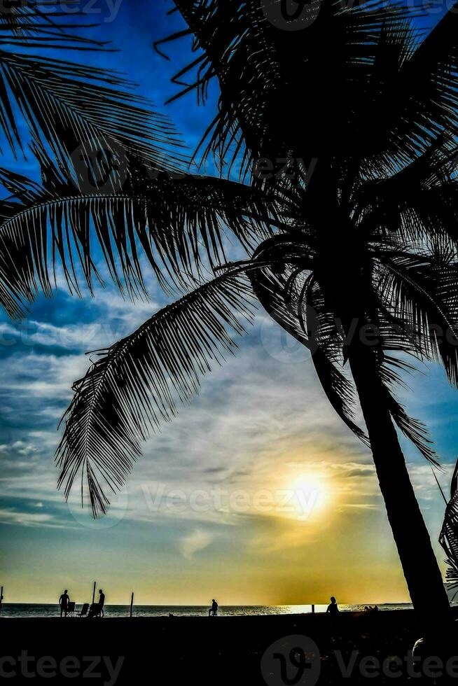 a palm tree silhouetted against a sunset photo