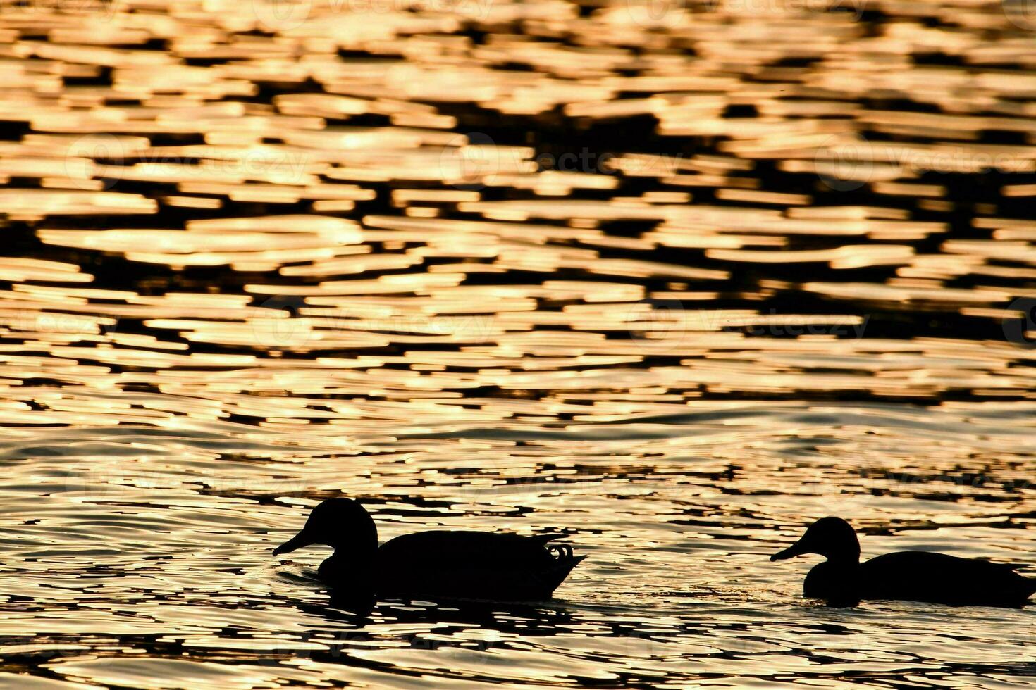 ducks swimming in the water at sunset photo