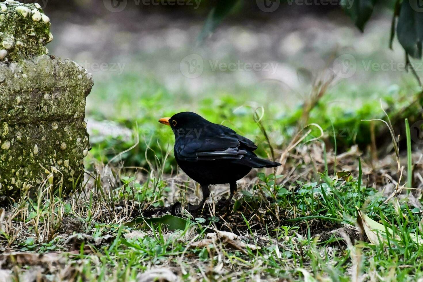 a black bird standing on the ground near a grave photo