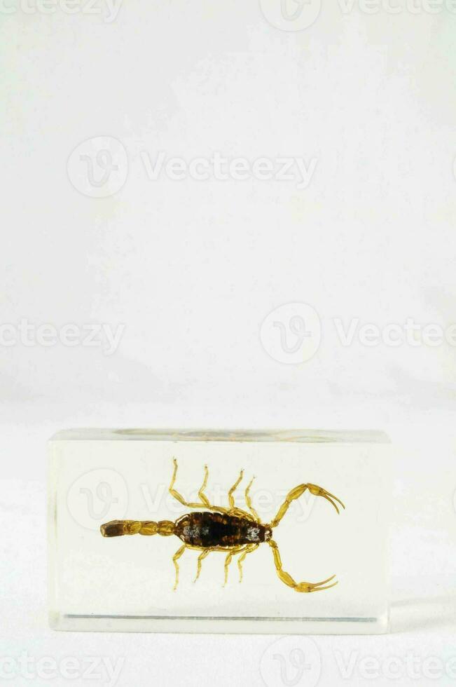 a scorpion is sitting on a clear block photo