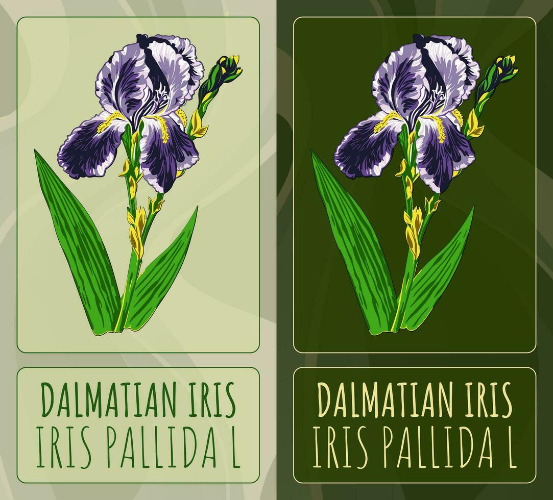Vector drawings dalmatian iris. Hand drawn illustration. Latin name Iris pallida  L.